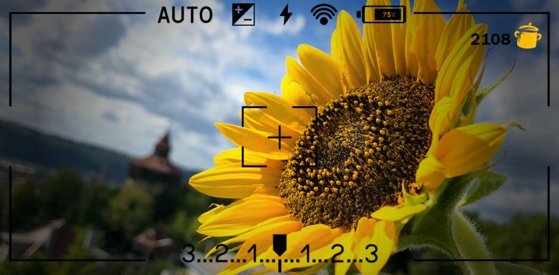 Sonnenblume